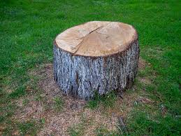 Trusted Carrollton, TX Tree Removal Experts