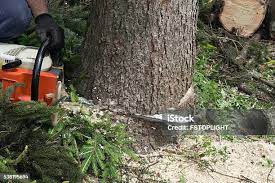 Best Hazardous Tree Removal  in Carrollton, TX